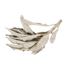 Sauge Blanche de Californie - 2 rameaux - Les encens du monde